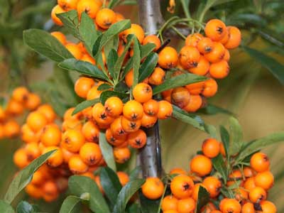 Sea Buckthorn